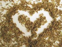 Cumin is the seed of a small umbelliferous plant. Ø§Ù„ÙƒÙ…ÙˆÙ† Ø§Ù„Ø®ØµØ§Ø¦Øµ Ø§Ù„Ø¹Ù„Ø§Ø¬ÙŠØ© ÙˆØ§Ù„Ù…ÙˆØ§Ù†Ø¹ Ø£Ø³ÙˆØ¯ Tsmin Calindji ØµÙˆØ± Ø§Ù„ÙÙˆØ§Ø¦Ø¯ Ø§Ù„Ù‡Ø¨ÙˆØ· ÙˆØ§Ù„Ø±Ø¹Ø§ÙŠØ© Ø§Ù„Ø£Ø³ÙˆØ¯ ØªÙŠÙ…ÙŠÙ† ÙŠÙ†Ù…Ùˆ