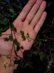 Image result for Leucosphaera bainesii