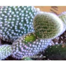 The bunny ears cactus (opuntia microdasys), also known as the angel wings cactus, looks similar to the prickly pear cactus. Do Stores Glue Fake Flowers On Cactus Why And What To Do Succulent Plant Care