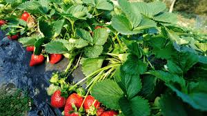Check spelling or type a new query. Square Foot Gardening Strawberries Unbelievable Ways Gardening Tips And Tricks