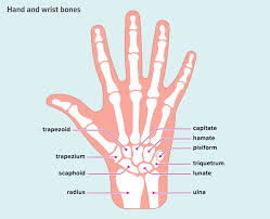 A diagram of synovial joint. Wrist Bones Anatomy Function And Injuries