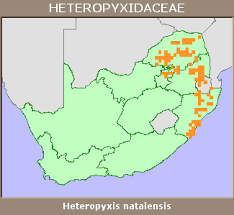 Image result for Heteropyxidaceae