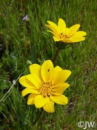 Image result for Clutia angustifolia