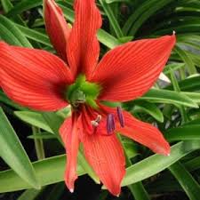 Image result for Hippeastrum puniceum