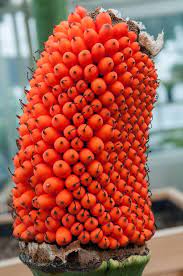 The corpse flower uses its smell to attract sweat bees and beetles looking for a prime location to lay their eggs. Alice The Corpse Flower Is Fruiting Chicago News Wttw