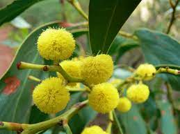 Acacia Pycnantha Golden Wattle World Of Flowering Plants Planting Flowers Plants Flowering Trees