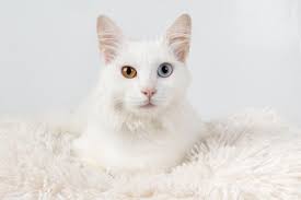 Luna is the most popular female cat name for the second year in a row plus, check out the other top options that owners are calling their pandemic pets. White Cat Names Male And Female Over 200 Ideas