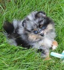 We did not find results for: Pomeranian Puppy Care Petpom