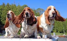 Basset Hound Breed Information Guide Facts And Pictures Bark