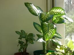 What Is Indirect Light For Plants Plants Propagating Plants Plant Leaves