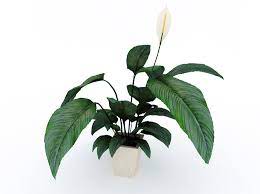 Picture this plant, and enjoy! Free 3d Model Cinema 4d Houseplants Free C4d Models