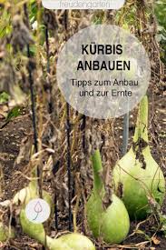 Kurbis Saen Anbauen Pflegen Ernten Nutzgarten Anlegen Pflanzen Pflegeleichte Pflanzen