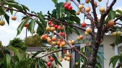 How to buy and sell tropical fruit trees? Growing Cherries Next To Tropical Fruit Trees