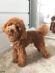 About - Red Miniature Poodles & Miniature Labradoodles for ...