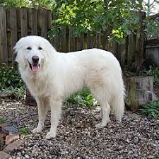 Maybe you would like to learn more about one of these? Pictures Of Benny A Great Pyrenees For Adoption In Ames Ia Who Needs A Loving Home