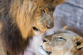A director comes from new york to make a movie about actors and hollywood. Hd Wallpaper Couple Lion Lioness Lions Love Mood Wallpaper Flare