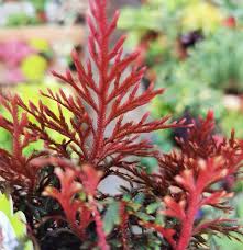 Image result for Selaginella afrorum