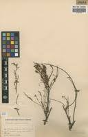 Image result for Phyllanthus virgulatus