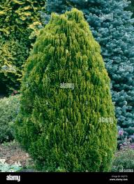 Image result for Platycladus orientalis