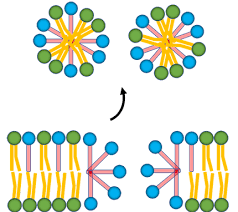 Understanding Detergent Effects On Lipid Membranes: A Model Study Of  Lysolipids: Biophysical Journal
