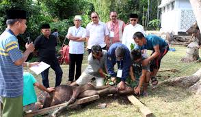 Cinta yang sejati dalah pengorbanan dengan keikhlasan, seperti buat orang yang mampu berqurban, jauhkan dari perbuatan riya (jangan ingin dipuji). Idul Adha 1440 H Unib Kurban 7 Ekor Sapi Universitas Bengkulu