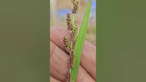 Image result for Hackelochloa