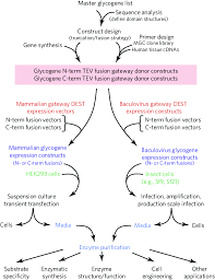 Flow Chart For Generation Of Glycoenzyme Expression