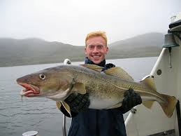 Gronland Kabeljau Gadus Ogac Fischlexikon