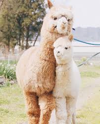 Llama Photography Animals Of The World Llama Alpaca