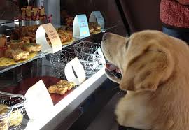 luxury food for pets the luxonomist