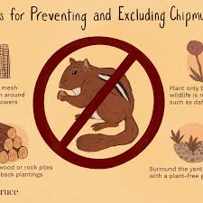 Check spelling or type a new query. How To Get Rid Of Chipmunks