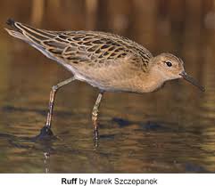 Roughneck has been a leader in oil & gas accounting software solutions for over 40 years. Ruff Beauty Of Birds