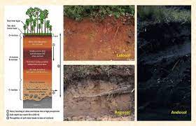 Tanah turut andil menunjang kehidupan manusia di bumi, dimana ada banyak fungsi. Mengenal Jenis Jenis Tanah Di Indonesia Latosol Regosol Dan Andosol