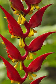 Bird Of Paradise Plant For Sale Uk Pin On Exotic Unusual Rare