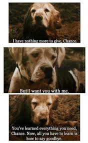 Saddest Moment In Homeward Bound Homeward Bound Movie Dog Mom Rainbow Magic
