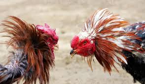 Peleas De Gallos Dos Gallos Pelean 758432 Foto De Stock En Vecteezy