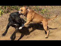 Kangal Vs Dogoargentino Pablo Yine Oyunu Bozdu Baronla Halat Oyunu Oynarken Pablonun Satasmasi Dog Youtube