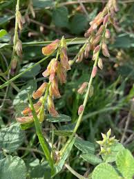 Image result for Rhynchosia zernyi