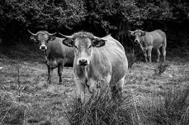 Vache Noir Et Blanc Paturage Animal Photo Vache Vache Noire Et Blanche Noir Et Blanc