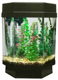 5 Gallon Eco Hexagon Aquarium Kit Aquarium Kit Aquarium Betta Tank