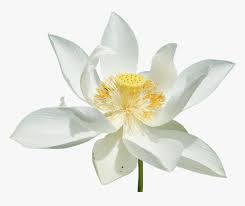 Pngkit selects 447 hd lotus png images for free download. Transparent White Lotus Png Png Download Transparent Png Image Pngitem