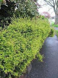 Synonyms lonicera nitida 'lemon beauty' lonicera 'lemon beauty'. Lonicera Ligustrina Var Yunnanensis Box Honeysuckle Boxleaf Honeysuckle Hedge Honeysuckle Wilson S Honeysuckle North Carolina Extension Gardener Plant Toolbox