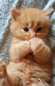 Ghim Của Shawn Cooper Tren Cute Animal động Vật Meo đẹp Kitty