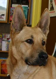 Maybe you would like to learn more about one of these? Westside German Shepherd Rescue Of Los Angeles