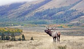 In some areas there are not 4 licenses available. The Best Units For Hunting Elk Mule Deer Antelope