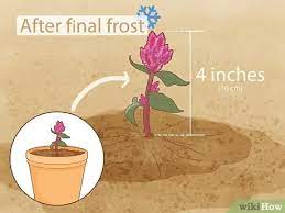 3 Easy Ways To Care For A Celosia Wikihow