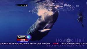 Pelaku mengaku tidak mengetahui bahwa paus sperma adalah jenis hewan laut yang dilindungi, dan tidak boleh dikonsumsi. Paus Sperma Penghasil Spermaceti Net12 Youtube