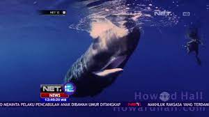 Paus sperma atau paus kepala kotak (physeter macrocephalus) adalah hewan terbesar dalam kelompok paus bergigi sekaligus hewan bergigi terbesar di dunia. Paus Sperma Penghasil Spermaceti Net12 Youtube