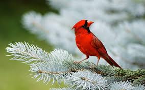 All unsplash images are free to download, meticulously curated, and of the highest quality and resolution. Birds Wallpapers Wallpaper Cave