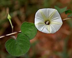 Image result for Ipomoea ephemera